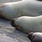 Elephant Seal Trio